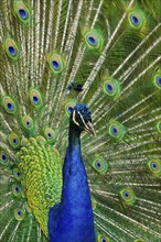 Indian peafowl mating