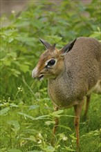 Kirk's dik-dik (Madoqua kirkii) feeding