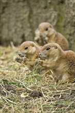 Group of black-tailed prairie dogs