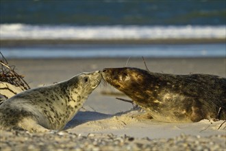 Two grey seals on the beach