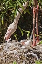 Greater flamingo (Phoenicopterus roseus) caring for its nest