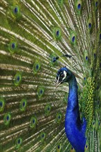 Indian peafowl (Pavo cristatus)