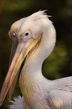 Great white pelican (Pelecanus onocrotalus)