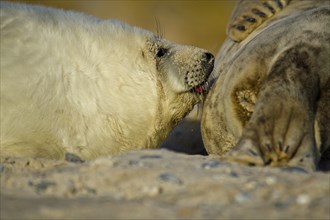 Grey seal pup suckling