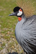 Grey crowned crane (Balearica regulorum gibbericeps)