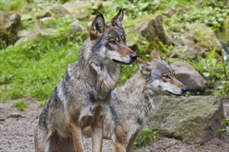 Wolf or grey gray wolf (Canis lupus)