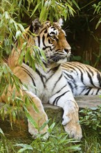 Siberian tiger (Panthera tigris altaica)