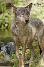 Wolf or grey gray wolf (Canis lupus)