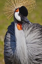 Grey crowned crane (Balearica regulorum gibbericeps)