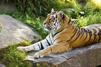 Siberian tiger (Panthera tigris altaica)