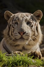 White Bengal tiger (Panthera tigris tigris)