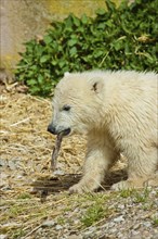 Young polar bear (Ursus maritimus) at play