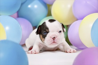 Cute pied and tan French Bulldog dog puppy between colorful balloons