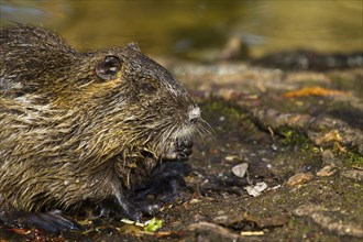 Nutria (Myocastor coypus)