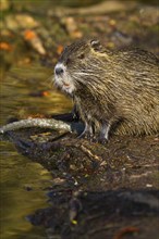 Nutria (Myocastor coypus)