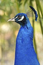 Indian peafowl (Pavo scalloped ribbonfish)