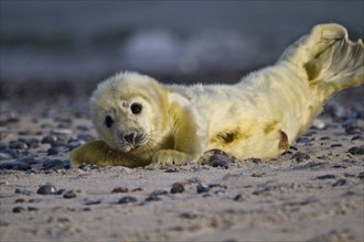 Newborn grey seal (Halichoerus grypus)