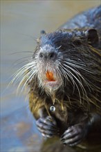 Nutria (Myocastor coypus)