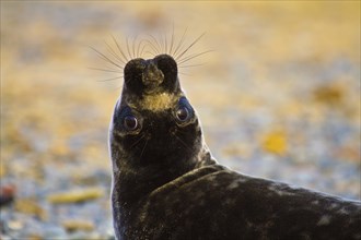 Grey seal (Halichoerus grypus)