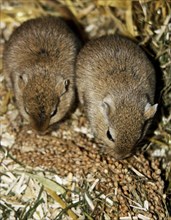 Mongolian gerbil (Meriones)