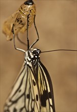 Freshly hatched Paper kite (Idea leuconoe)