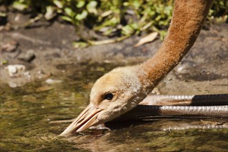 Red-crowned crane (Grus japonensis) drinking