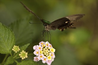 Emerald swallowtail (Papilio palinurus)