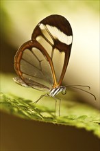 Glasswing butterfly (Greta oto)