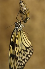 Freshly hatched Paper kite (Idea leuconoe)