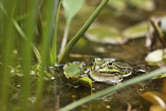 Green frog (Pelophylax kl. esculentus) in the pond