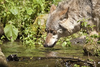 Wolf or grey gray wolf (Canis lupus) drinking