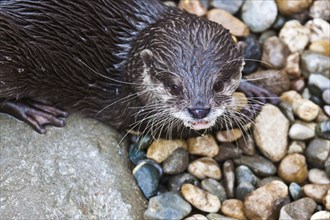 Oriental small-clawed otter (Aonyx cinerea)