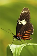 Red Postman (Heliconius erato)