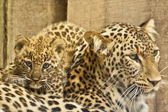 Persian leopardess with young leopard