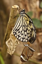 Glasswing butterfly and Paper kite