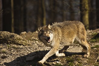 Timber wolf or American grey wolf (Canis lupus lycaon)