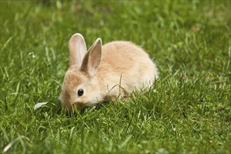 Domestic rabbit, Easter bunny
