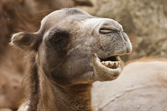 Bactrian camel (Camelus ferus)