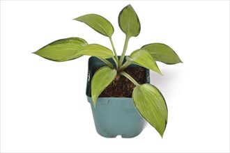 'Hosta x tardiana June' plant with lime green leaves with draker edges in black plastic flower pot