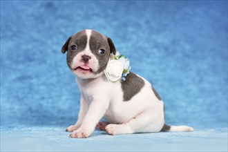 Funny pied French Bulldog puppy with flower collar sticking out tongue