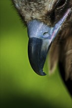 Eurasian black vulture, habitat Southern Europe and Central Asia