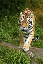 Siberian tigers, Amur tigers, the largest and strongest big cats in the world, habitat of Eastern