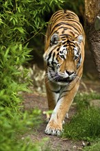 Siberian tigers, Amur tigers, the largest and strongest big cats in the world, habitat of Eastern