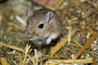 Mongolian gerbil, habitat highlands of Mongolia, northern China and southern Russia