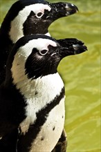 African penguins, habitat of penguin islands from Namibia to the South African east coast near