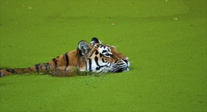 Siberian tigers, Amur tigers, the largest and strongest big cats in the world, habitat of Eastern