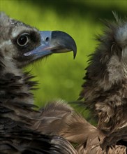 Eurasian black vulture, habitat Southern Europe and Central Asia