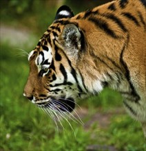 Siberian tigers, Amur tigers, the largest and strongest big cats in the world, habitat of Eastern