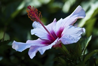 Hibiskus