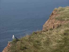 A seagull sits on a grassy cliff overlooking the sea, helgoland, germany